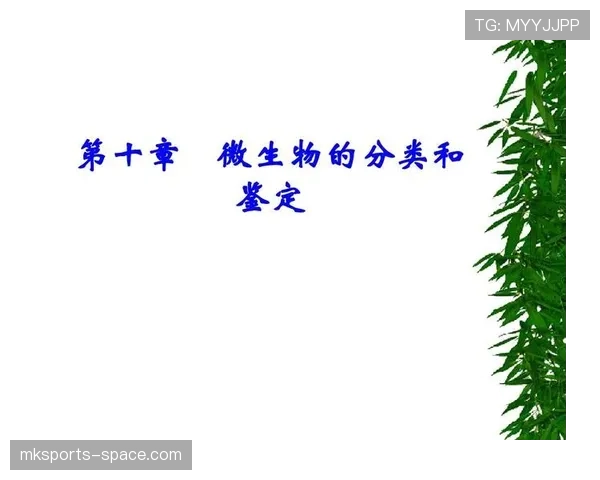 帕尔默与迪马利亚左脚进攻创造力的风格差异：技术特点与创造机制对比